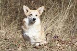 CORGI PEMBROKE 513